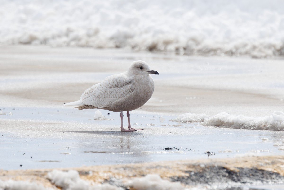 breaking tweet media