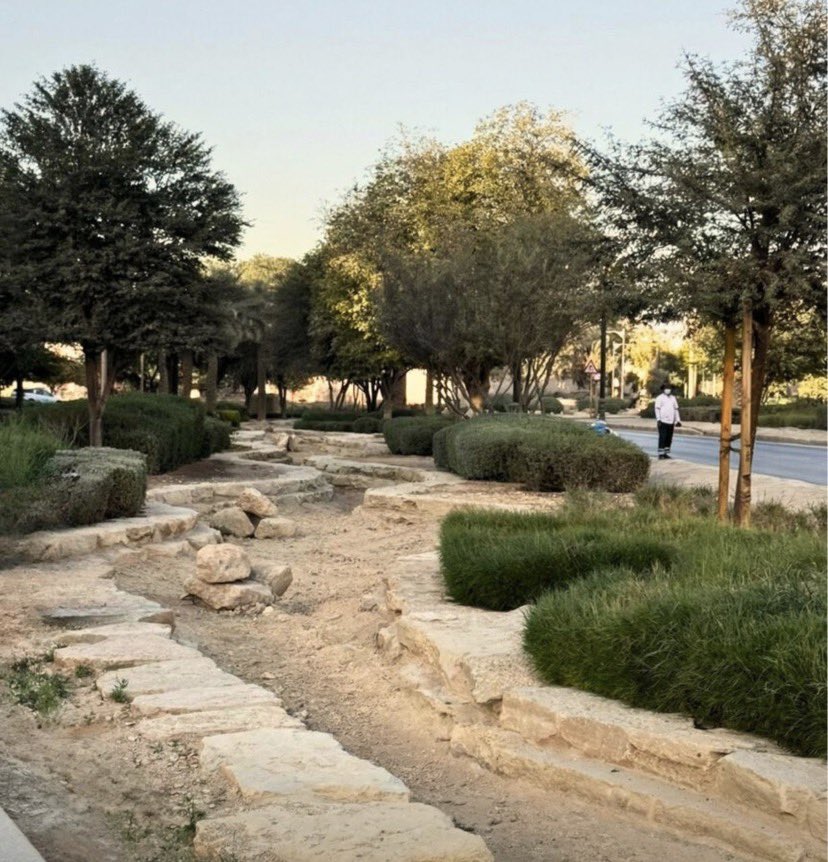 هذا نموذج ناجح للتشجير للكثيف وليس نموذج  للمسطحات العشبية.