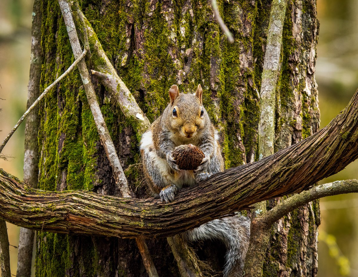 𝘛𝘩𝘦 𝘕𝘶𝘵𝘤𝘳𝘢𝘤𝘬𝘦𝘳 by Rick Malmstrom, March feature of our 2026 wildlife and nature photo contest.

A determined eastern gray squirrel clings to the crook of a gnarled, moss-covered tree branch with a prized, spiky seed pod clutched firmly in its paws.