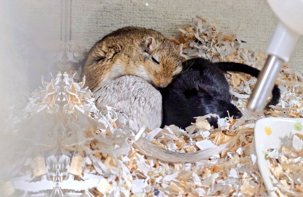 おはようございます

今日は乗っかり

#スナネズミ