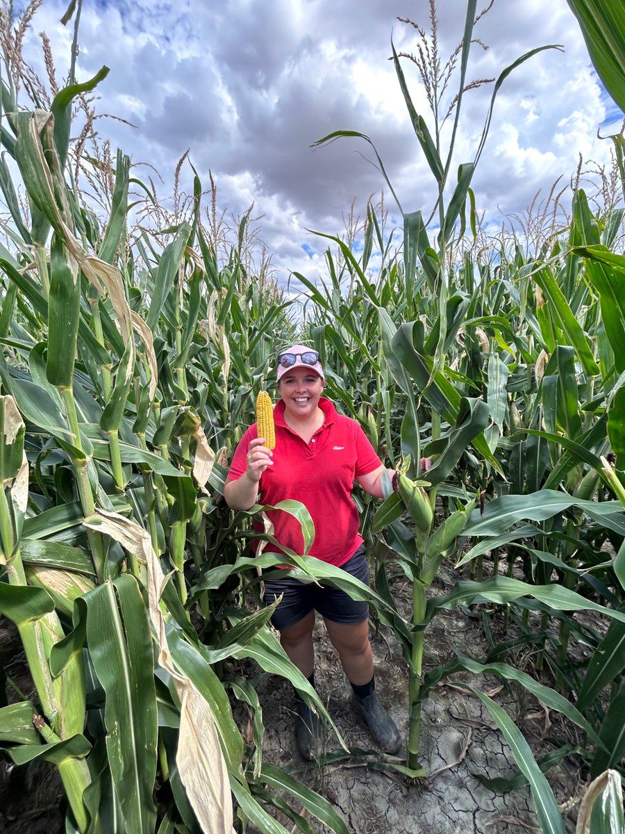 Dan Rolls tweet media