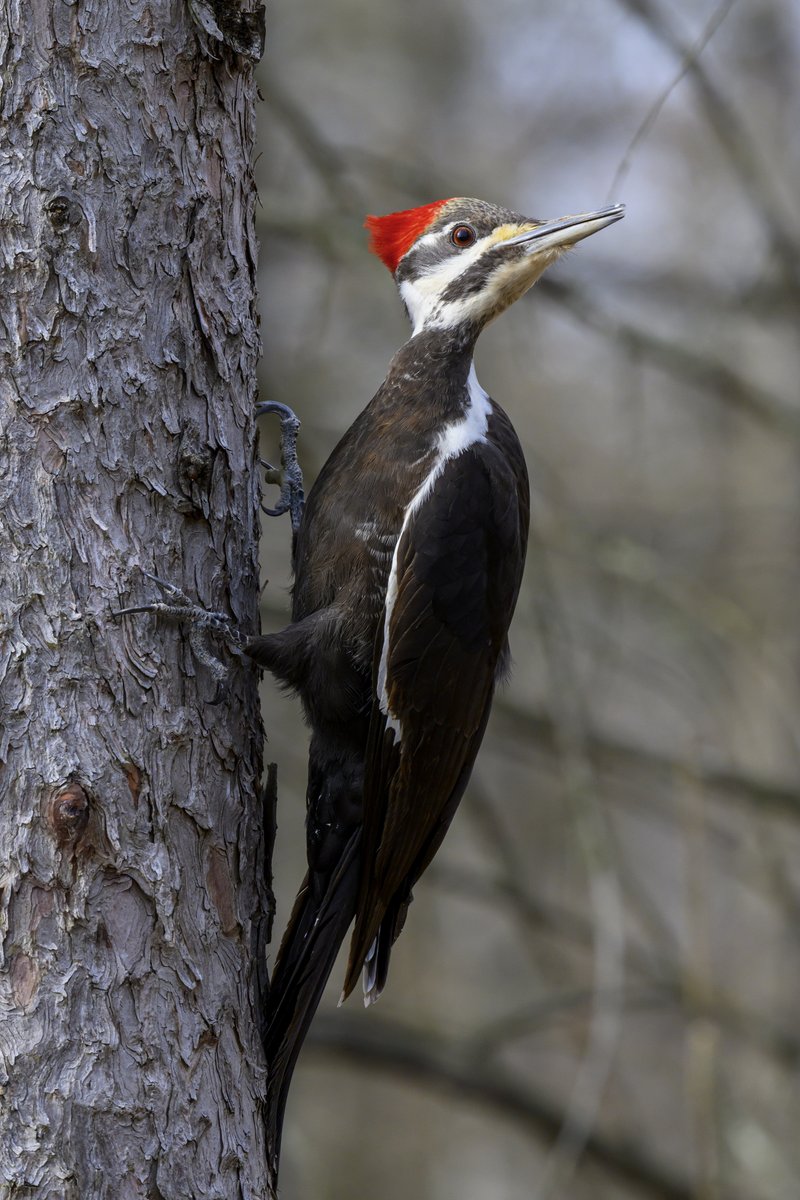 A female Pileated Woodpecker looking around to see what tree to fly to next.