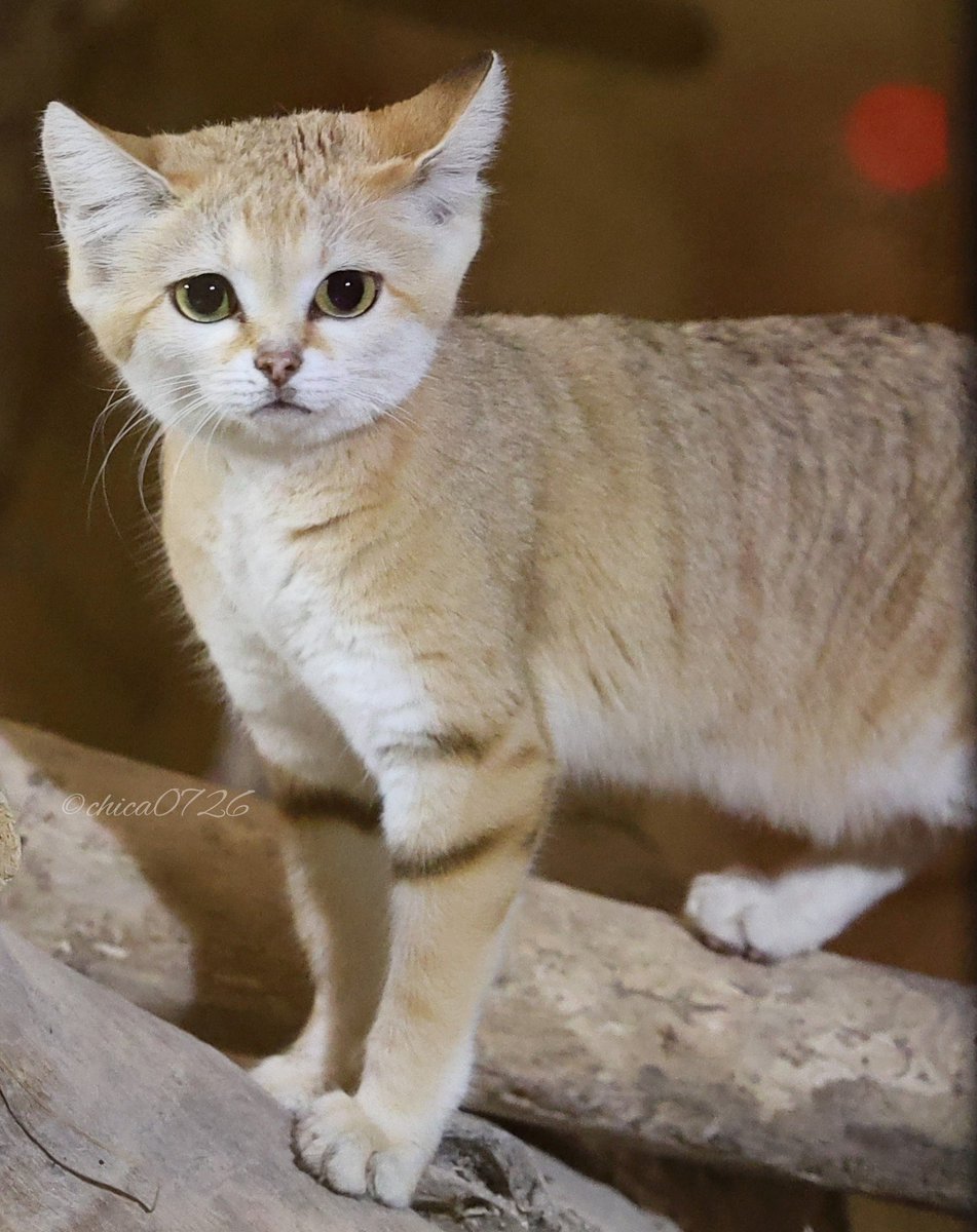 chica0726-cats&animals (@cats_chica0726) / Posts / X