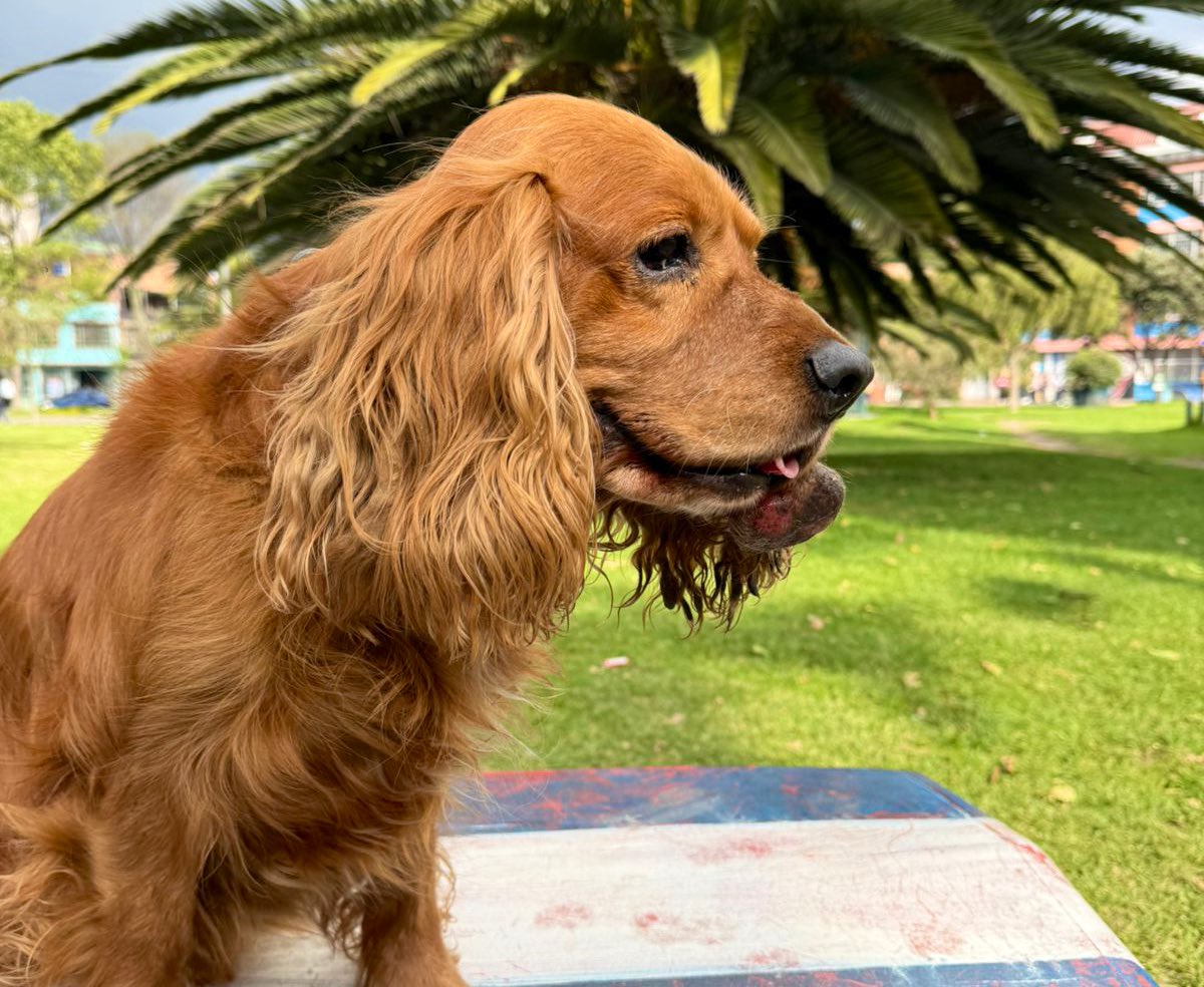 Este perrito de raza cocker spaniel, sin esterilizar y de aproximadamente 7 años fue encontrado en la localidad de Kennedy.

Al parecer está perdido y estamos buscando su familia. Si conoces a sus tenedores, escríbenos o llama al 601 6477117.

Favor compartir.