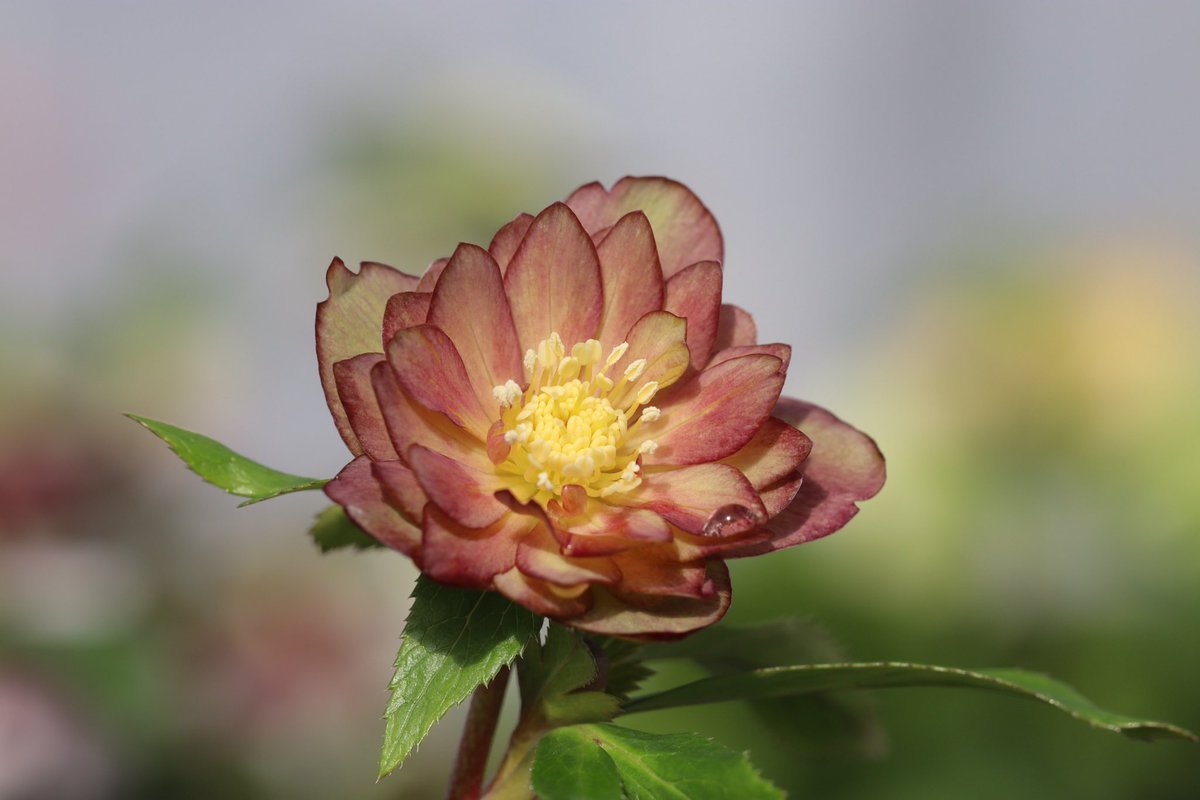 ohgi_nursery (@OhgiNursery) / Posts / X