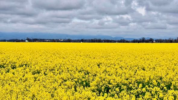 srbeckley's tweet photo. As an ag photographer, sometimes you just have those WOW! moments. #Canola planted for oil  #norcal #colusacounty https://t.co/07ndOF0OuK