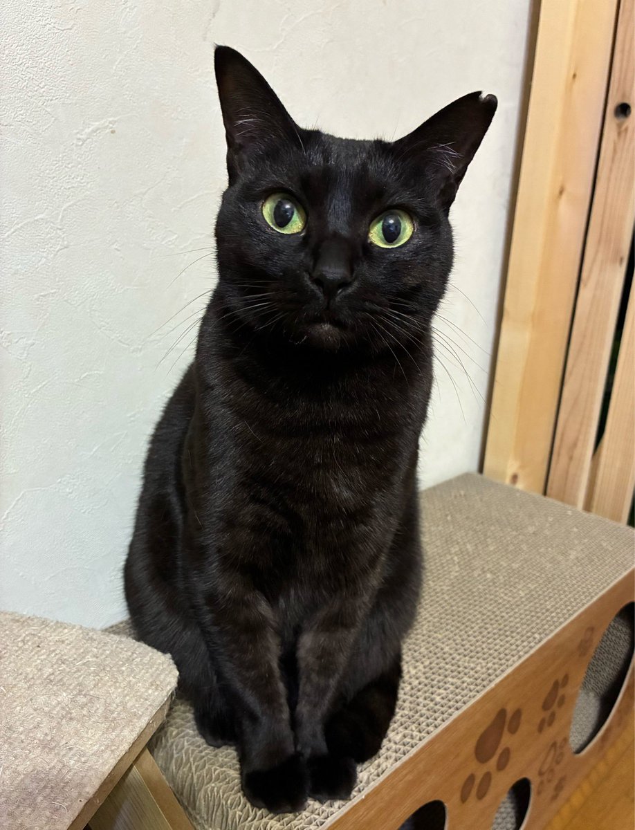 みけさん・くろさん (@KMS3610) / Posts / X