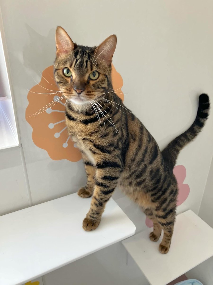 おはようございます☀️

猫専門トリミング&amp;ホテル「にゃん子ん家」より🐾
今日もキリッと可愛いお客様です💕
のびのびリラックス中〜。

にゃんこ時間、ゆったり流れてます🐈✨
#にゃん子ん家
#猫専門ホテル
#猫好きさんと繋がりたい
#猫のいる暮らし
#猫好き