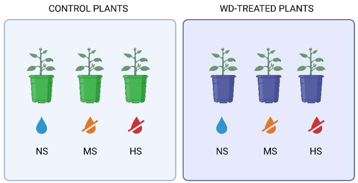Crops MDPI tweet media