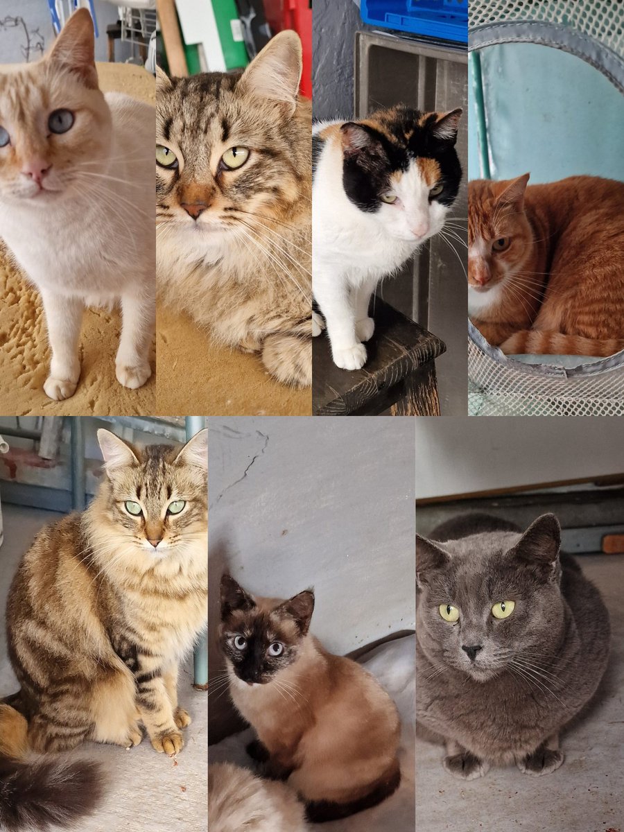 Hay siete gatos aunque en realidad son nueve la mujer los cede porque se va y no se los puede llevar 😢
Se ha logrado que los acoja una protectora porque si no van a ir a la perrera de Jerez y después de estar en una familia sería terrible para estas pobres criaturas 😢 💔
 Copio