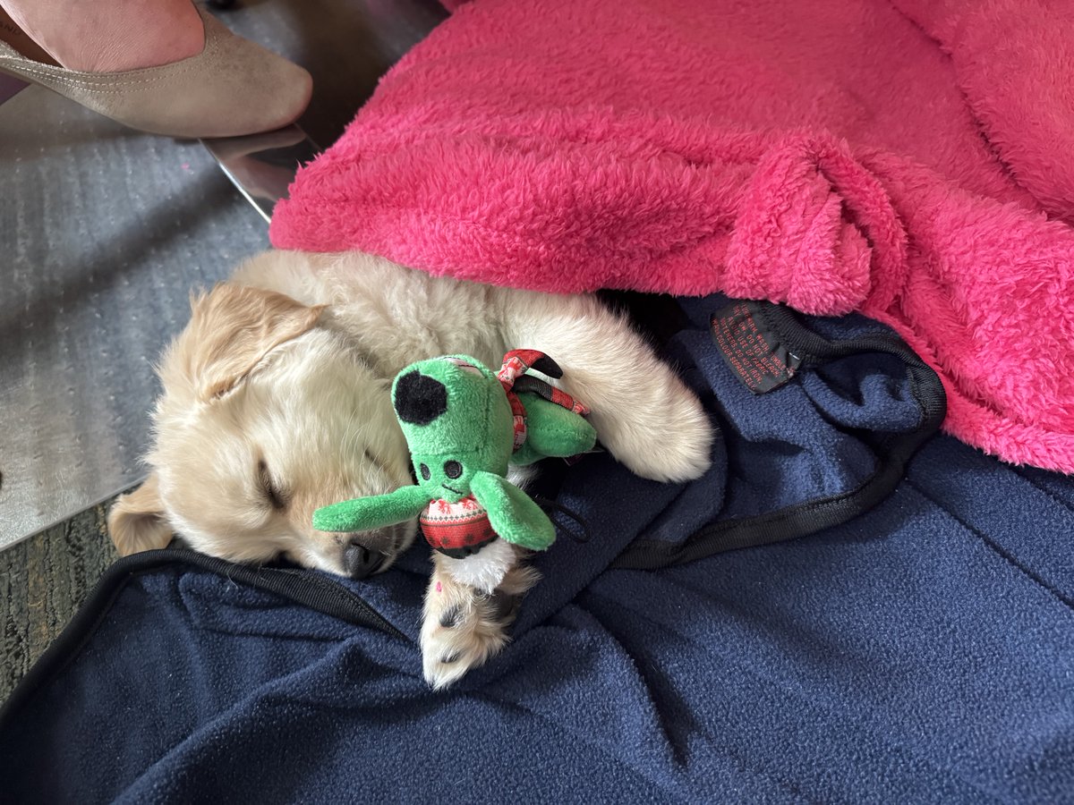 DogsOfKFF tweet media