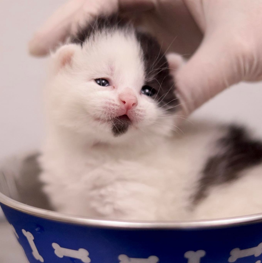 roxy demento tweet media