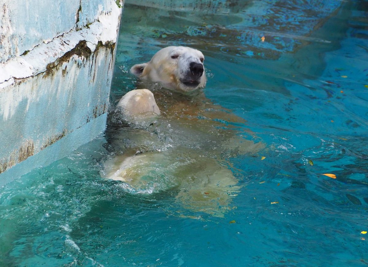 みんなが大切に想ってるゴーゴ
研究材料としたの、命を安易に扱わなかった？
なぜこの時期に移動？
なぜ日曜日が移動日？
全部繋がったよ、繁殖期に採精するため、提携の大学の研究員が揃う日曜日
簡単な経緯の第2報で納得できるわけがない
2020.11.03📷️
#横浜市立動物園ズーラシア
＃JAZA