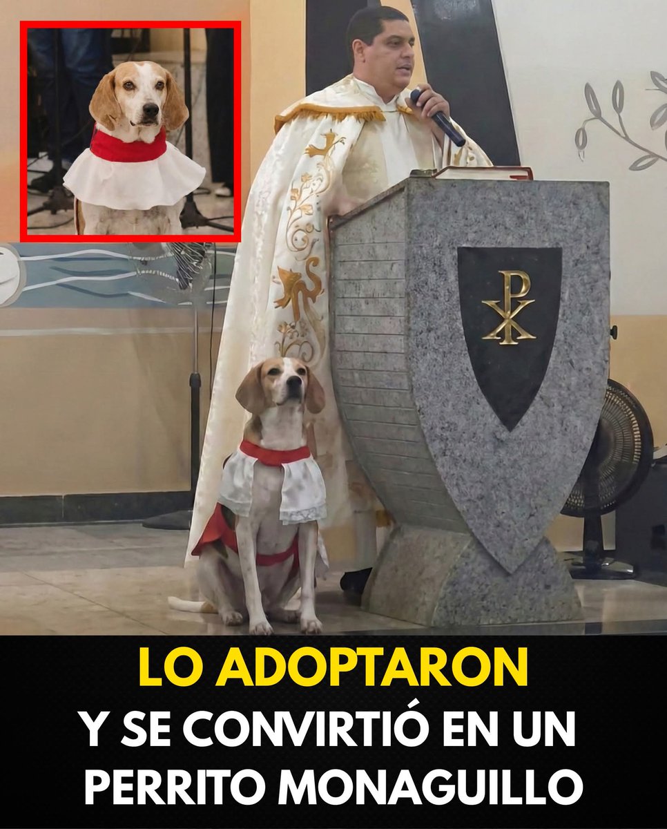 Animalesaprieto's tweet photo. Te quiero mucho perrito monaguillo https://t.co/9VI8unNQtl