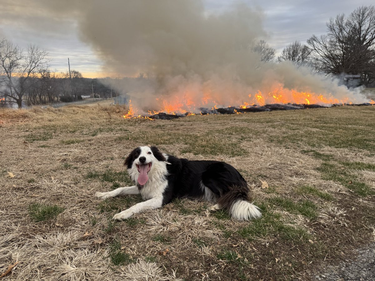 WyattLB13's tweet photo. The only thing more fun than killing weeds is burning them! Been a crazy two days with more to go. #sneakuponit #dogsofturf https://t.co/iekPezFxrT