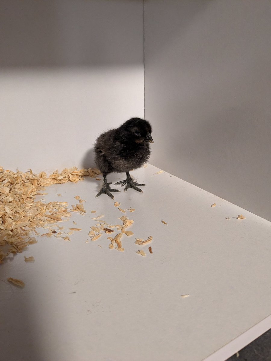wilson_dunham_f's tweet photo. Faverolle (roo) x Zombie (hen). Note the fifth toe. #BackyardChickens #PoultryBreeding #Homesteading https://t.co/xT2vAAvfp9