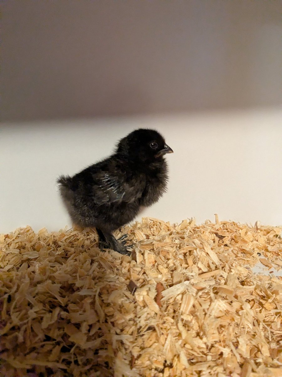 wilson_dunham_f's tweet photo. Faverolle (roo) x Zombie (hen). Note the fifth toe. #BackyardChickens #PoultryBreeding #Homesteading https://t.co/xT2vAAvfp9