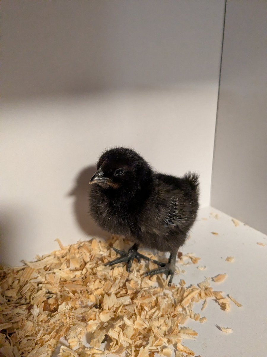 wilson_dunham_f's tweet photo. Faverolle (roo) x Zombie (hen). Note the fifth toe. #BackyardChickens #PoultryBreeding #Homesteading https://t.co/xT2vAAvfp9