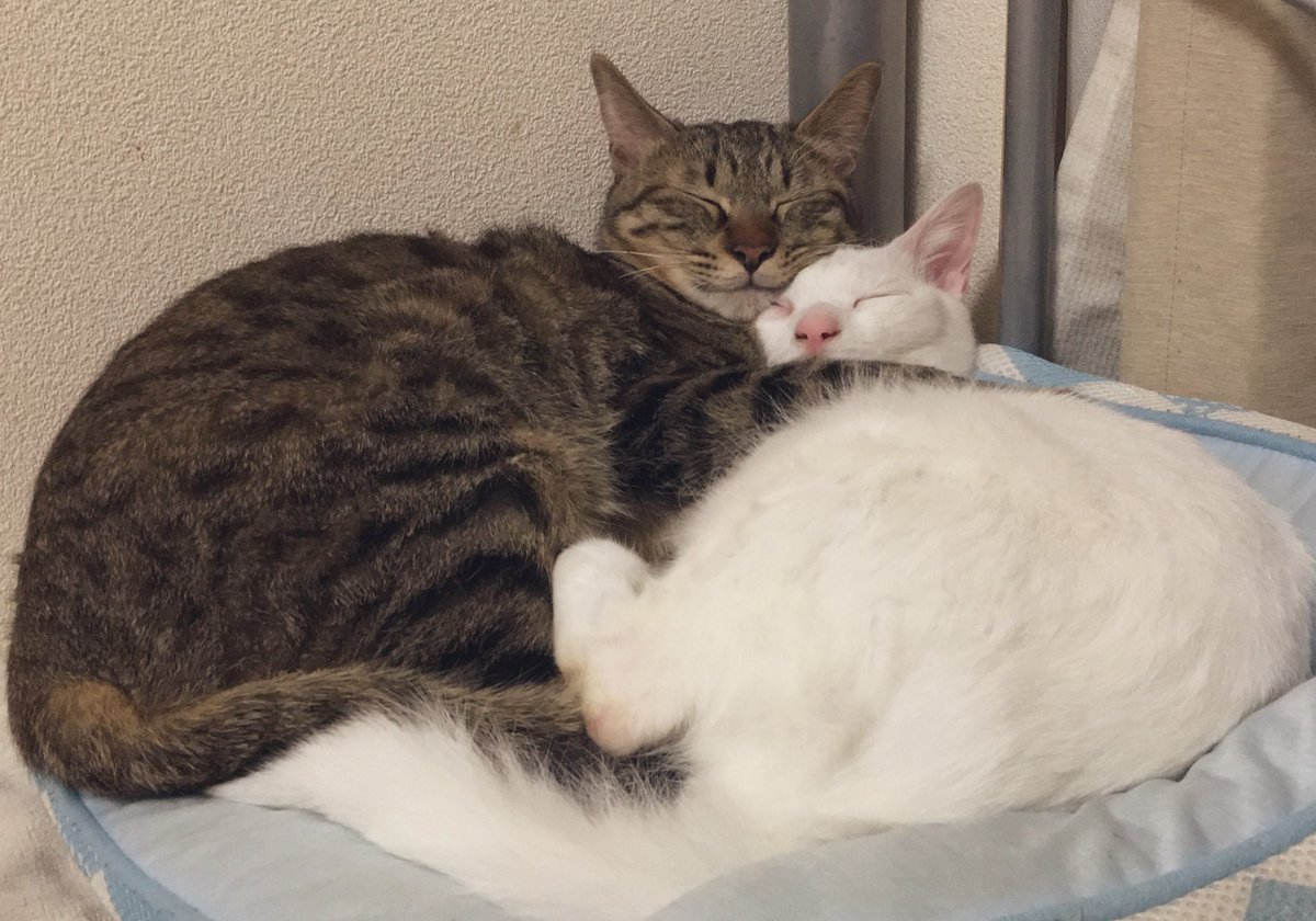 nekokamasu's tweet photo. あんちゃんやい。今日も生きんぞ。 #cat  #猫  #ねこ  #猫のいる暮らし https://t.co/h2olf8CfmX