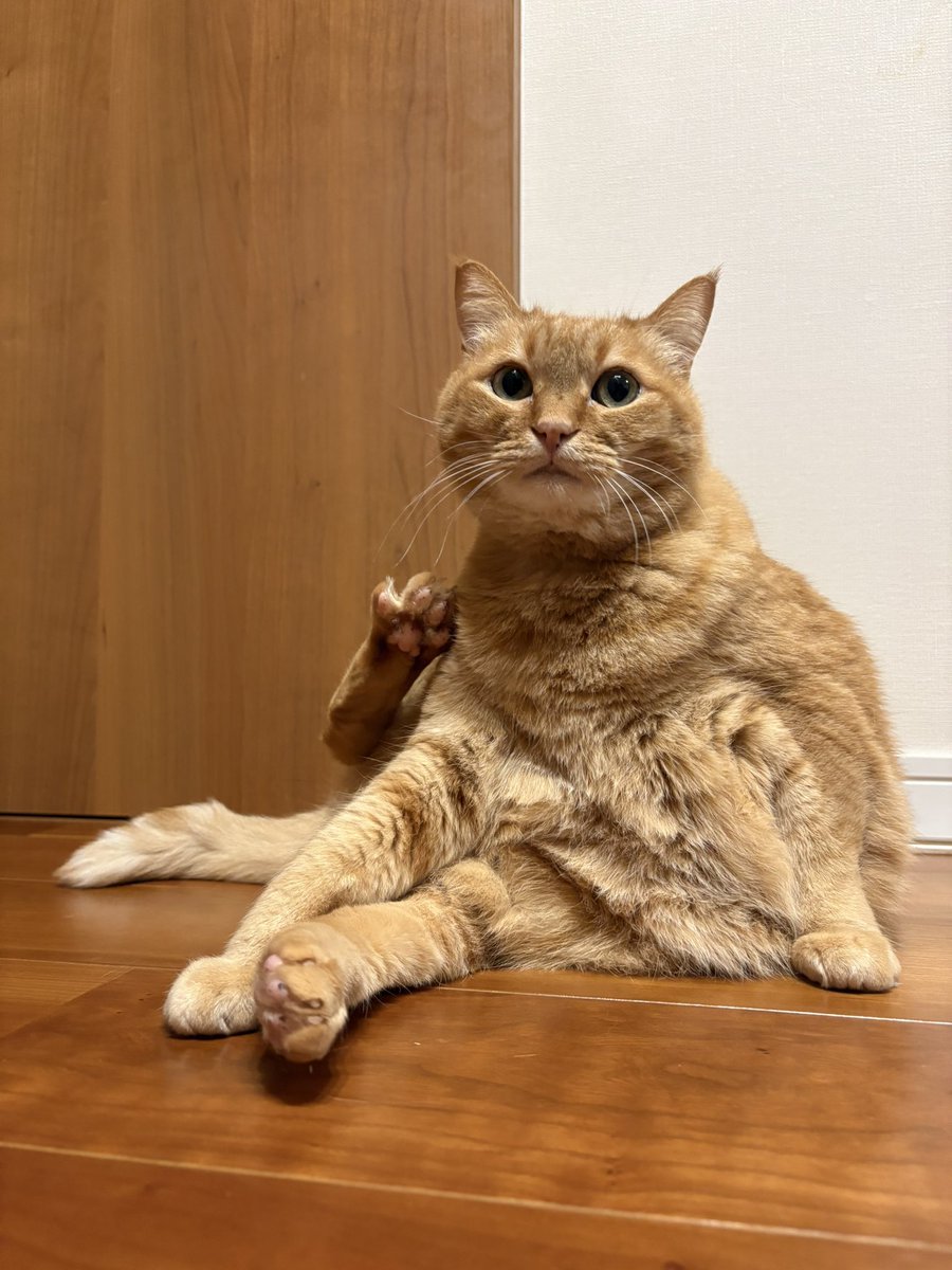 うちの猫ってたまに
地元の先輩に会った時の
「よぉ！」みたいな挨拶
してくるんですよね