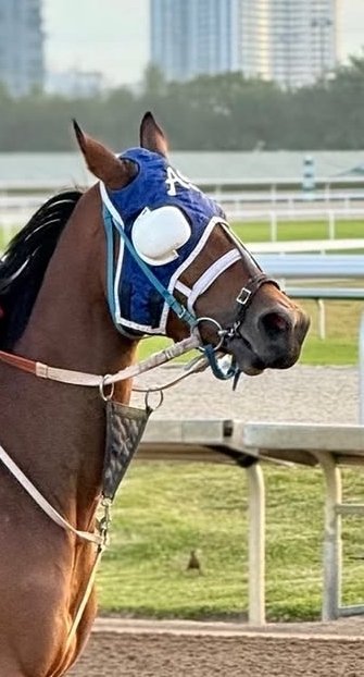 José L. Verenzuela tweet media