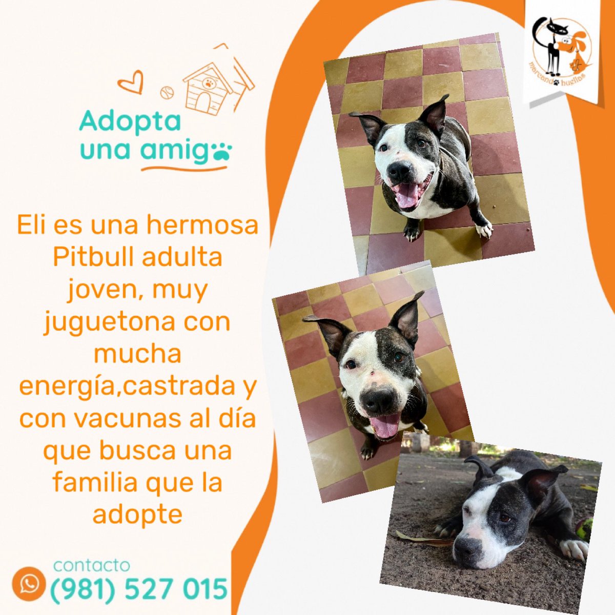 Marcando Huellas tweet media