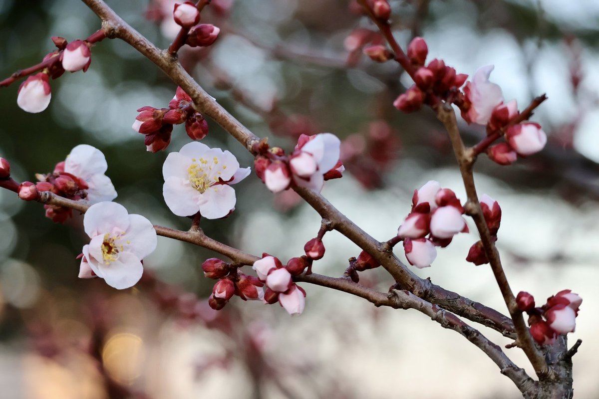 おはよーございます。