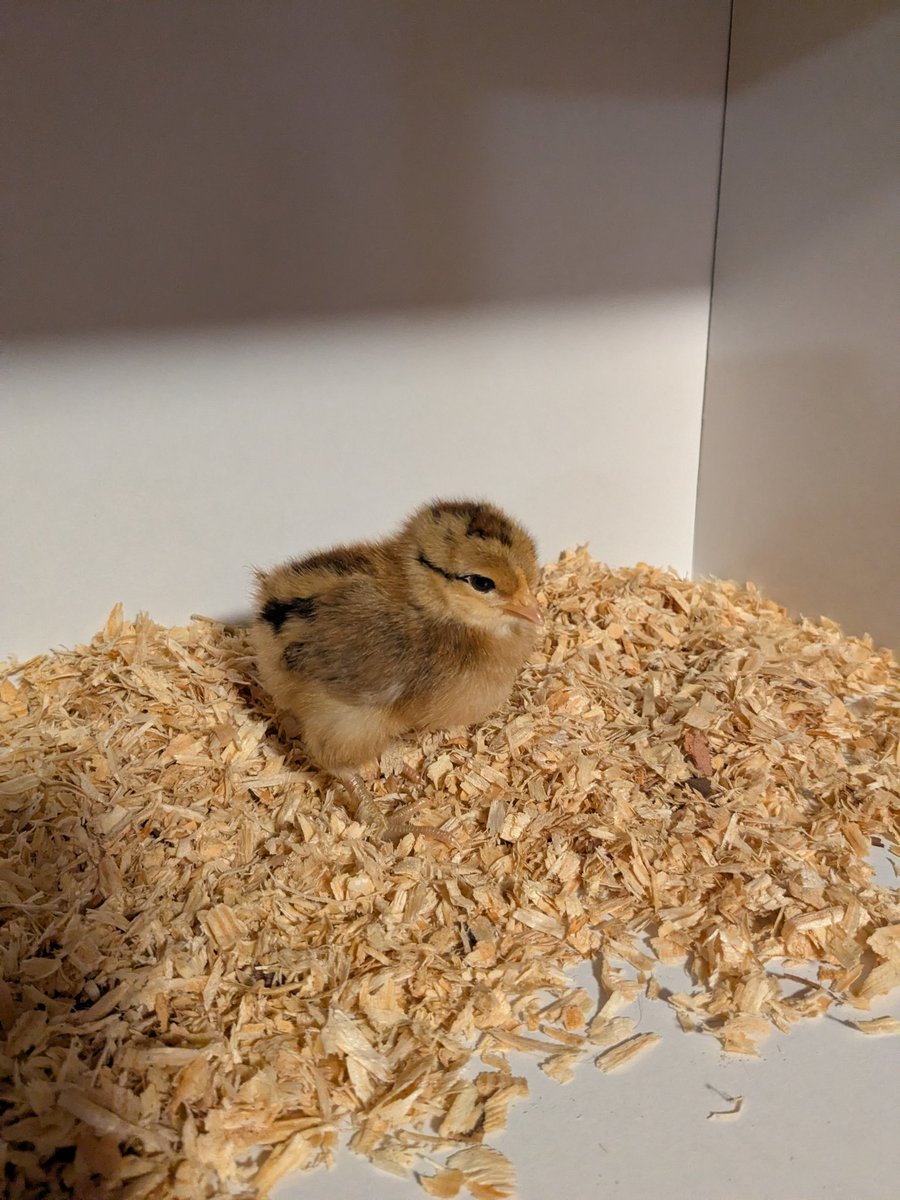 wilson_dunham_f's tweet photo. American Bresse (roo) x Golden Comet (hen). 3 days. #BackyardChickens #PoultryBreeding #Homesteading https://t.co/wEvzYGGTem