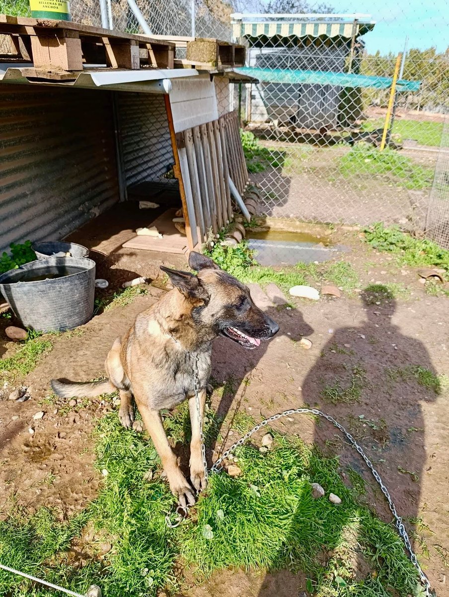 El dueño ya ha envenenado a otros perros, ahora mismo está hasta sin agua y nadie se ofrece ni para darle de beber o comer 😞
 🙏🏻😞😢💔
Tiene tres años y muy poco tiempo de vida, es real 
Sevilla
619810604