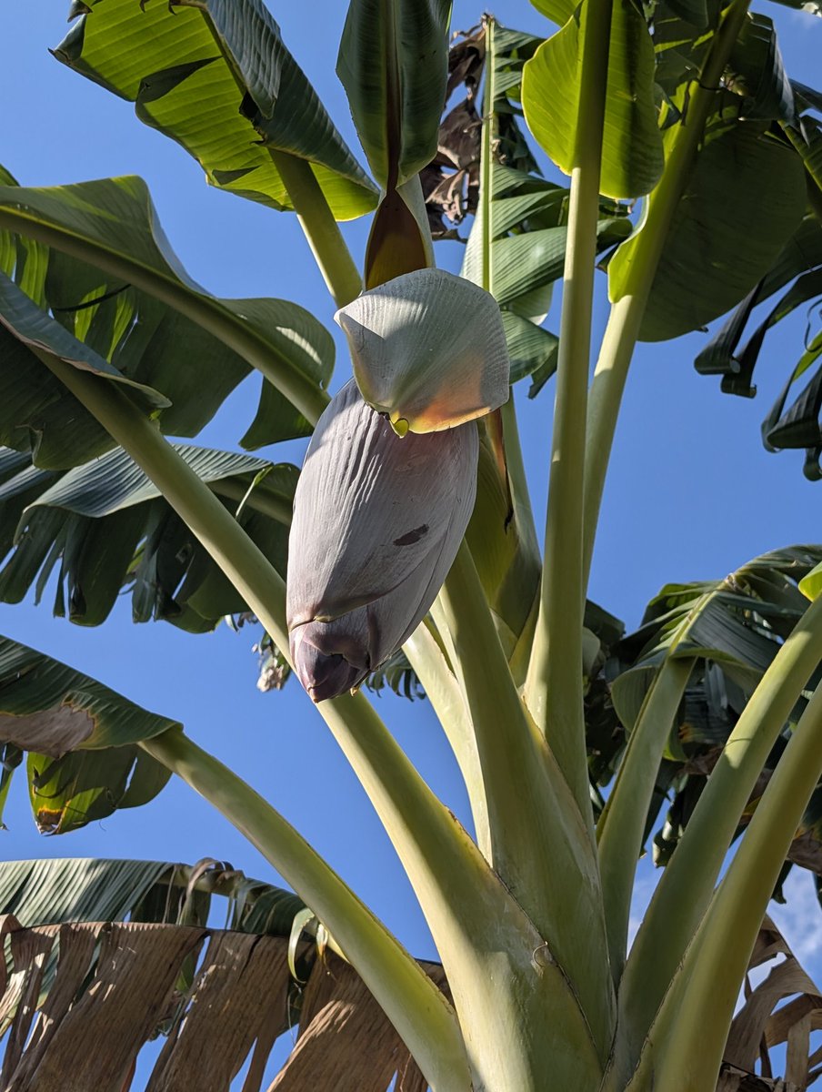 PMounou's tweet image. Waw! Quatre régimes de #bananes qui poussent actuellement au jardin! Trois plantain, et un sucré. Je viens d'apercevoir celui de la seconde photo, c'est l'odeur qui m'a fait lever les yeux. Ça sent merveilleusement bon, les fleurs de bananes! 

#fruits #récolte