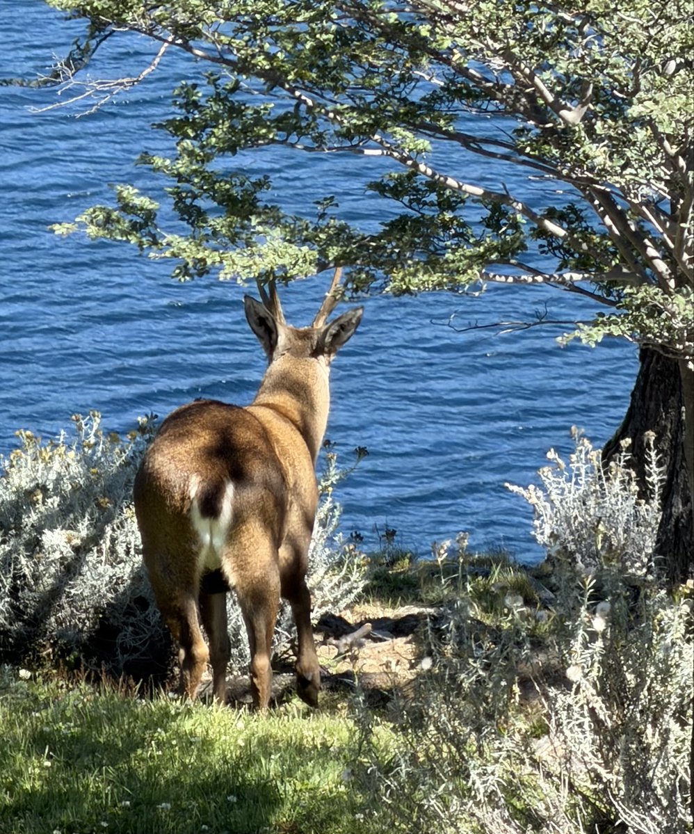 El huemul está junto al cóndor en el escudo nacional y es una especie en peligro de extinción. Viví en Magallanes pero nunca había visto uno, ahora avisté varios en Villa O’Higgins, al final de la carretera austral. Éste es un macho y se mostró un buen rato antes de partir