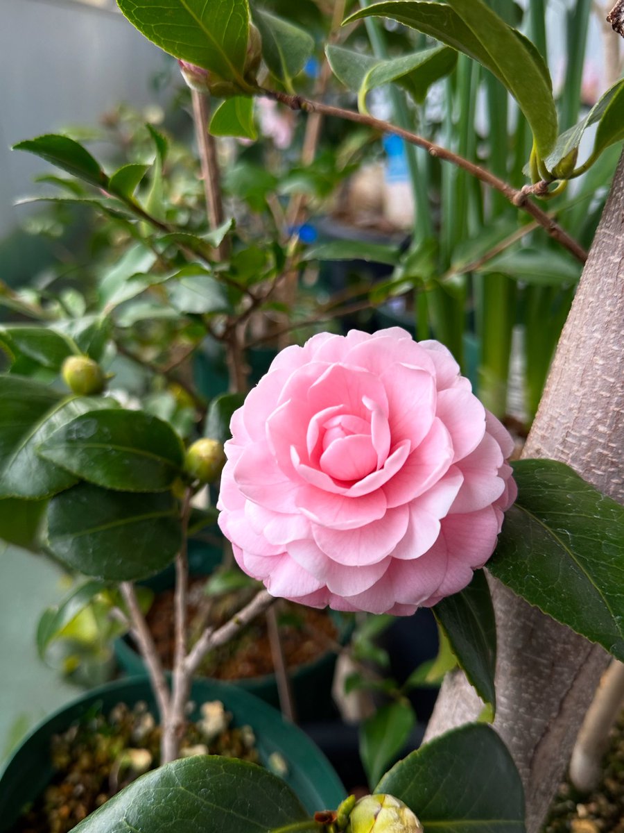 乙女椿。シャネルのカメリアコレクションのモチーフになったと言われて