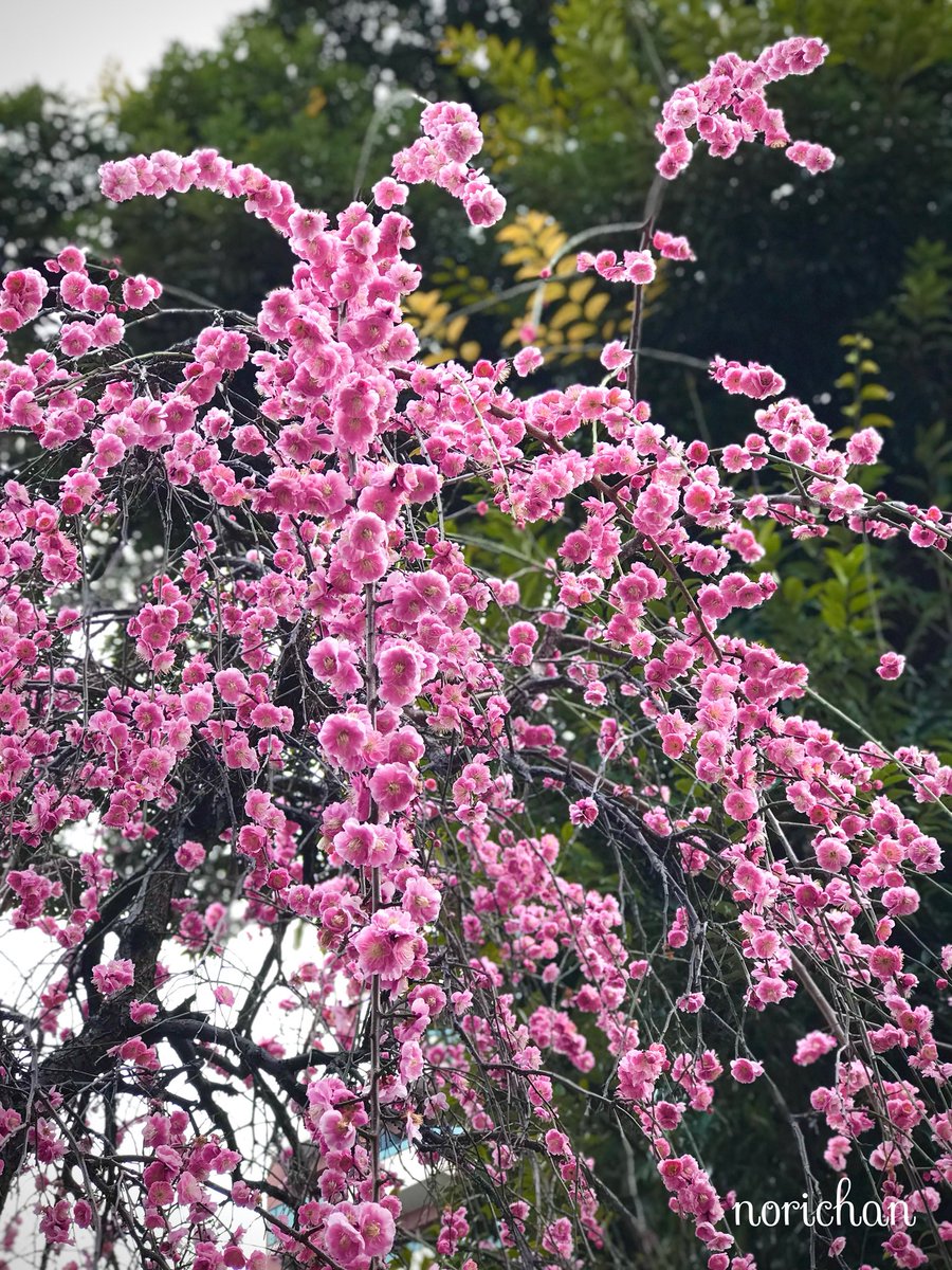 おはようございます