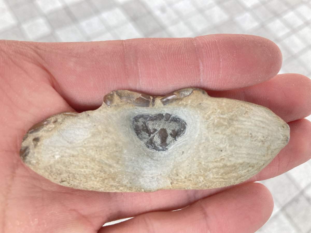 🦀化石クリーニングのプロセス 全体が見えるまで