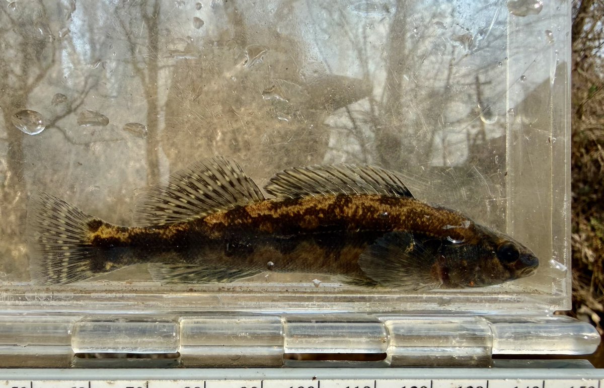 Kyler Hecke tweet media