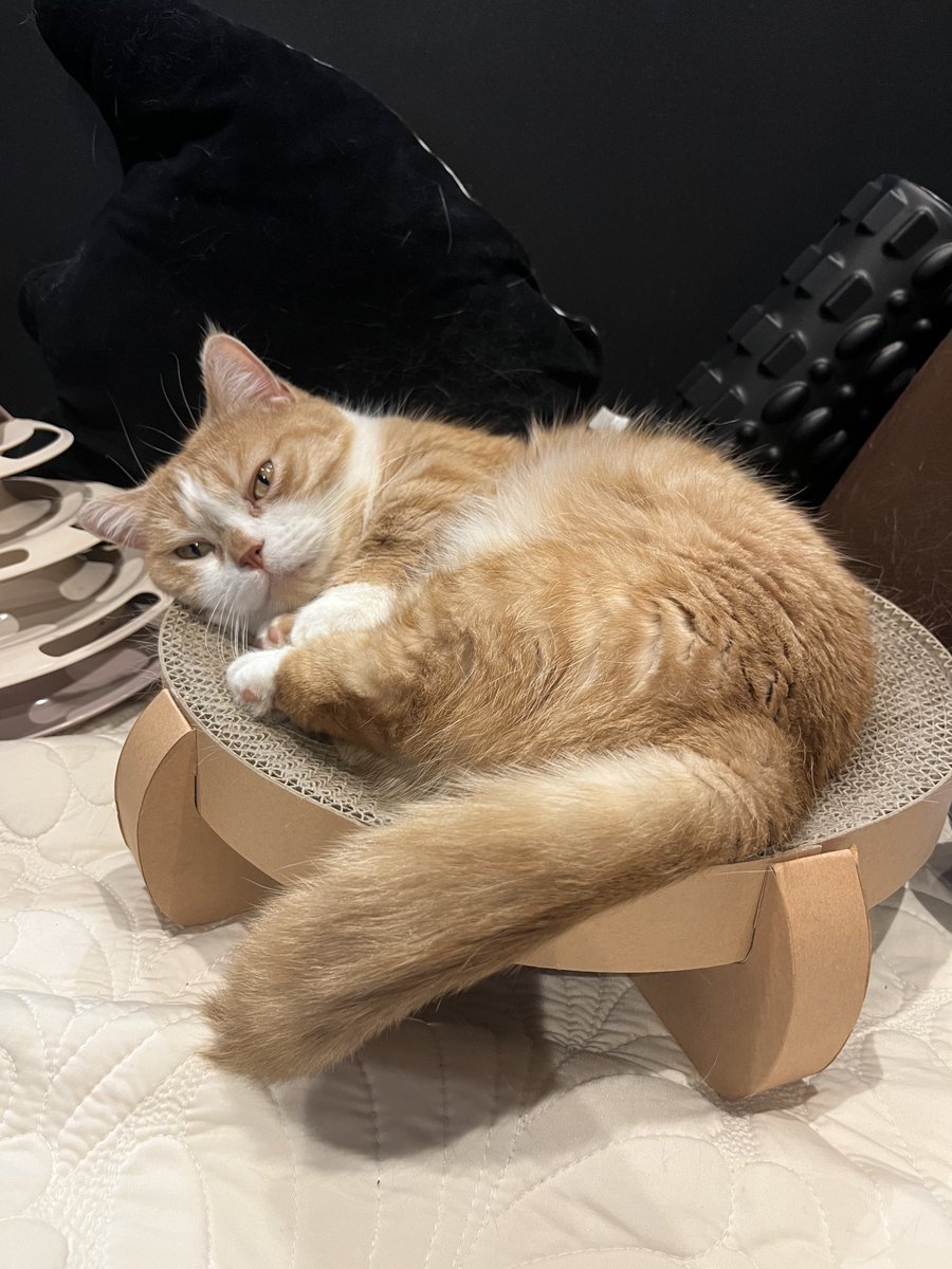 虎太郎(4歳) (@kotaro_0315) / Posts / X