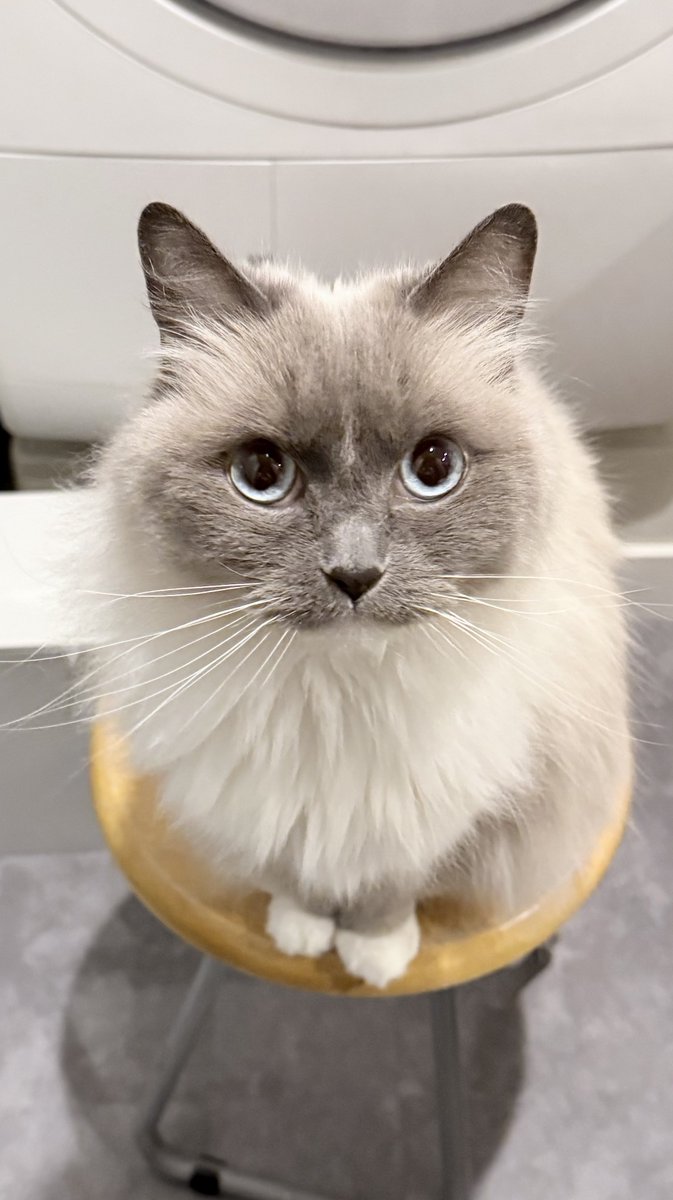 🐱ぽもち🐱 tweet media