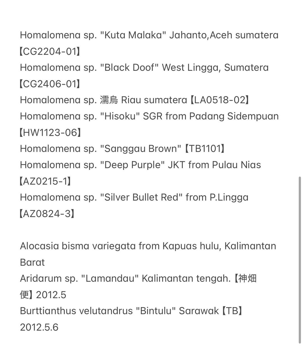 観葉植物 Homalomena sp. /