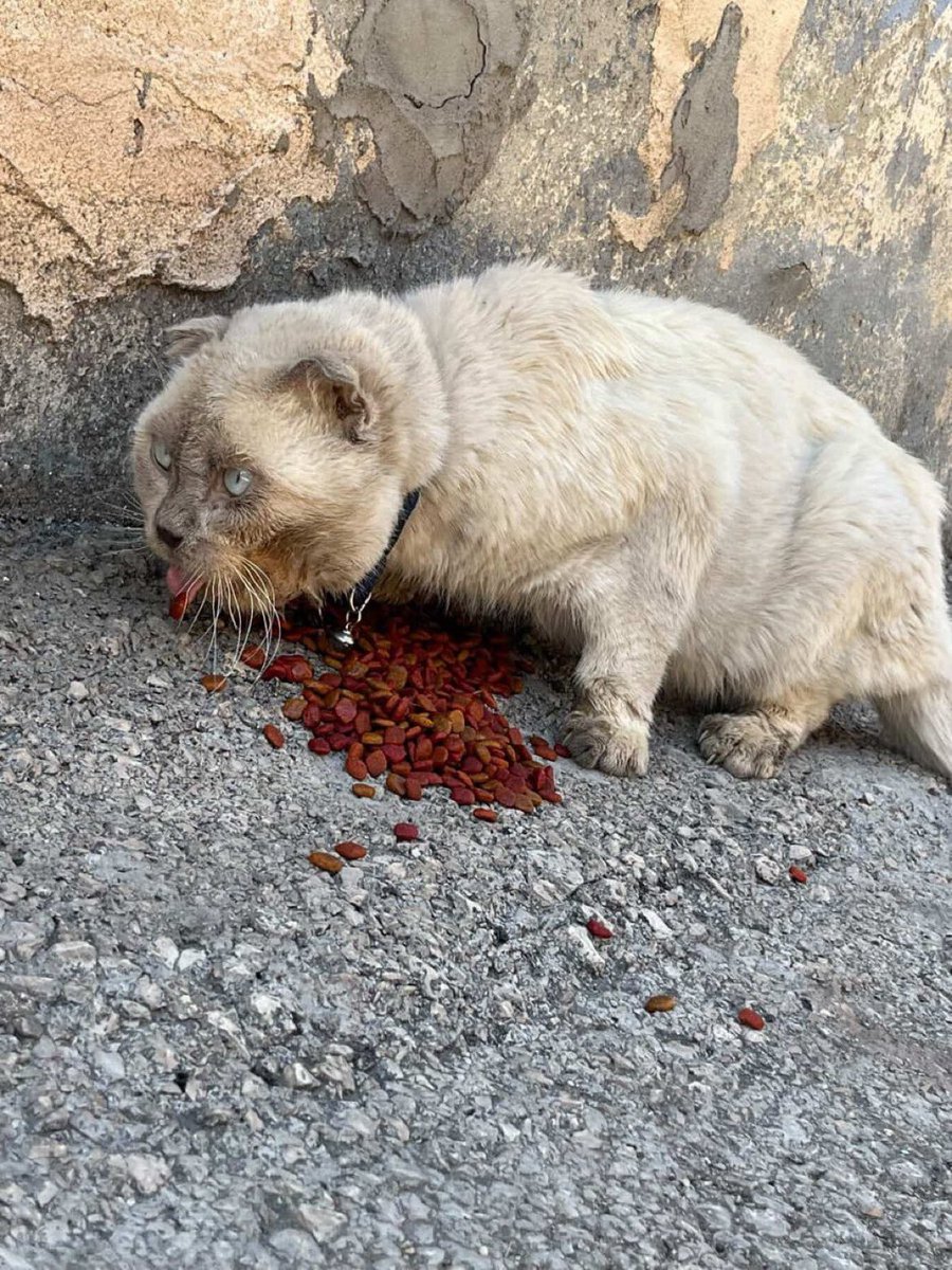 Masum Gözler tweet media
