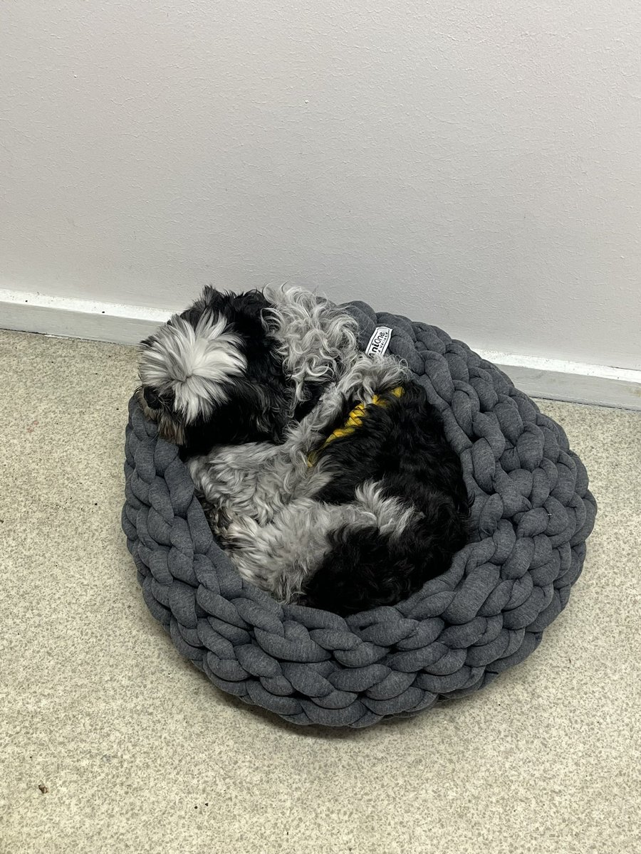 고양이 바구니? 를 선물받았는데 다행히 땡고가 잘 써주는중