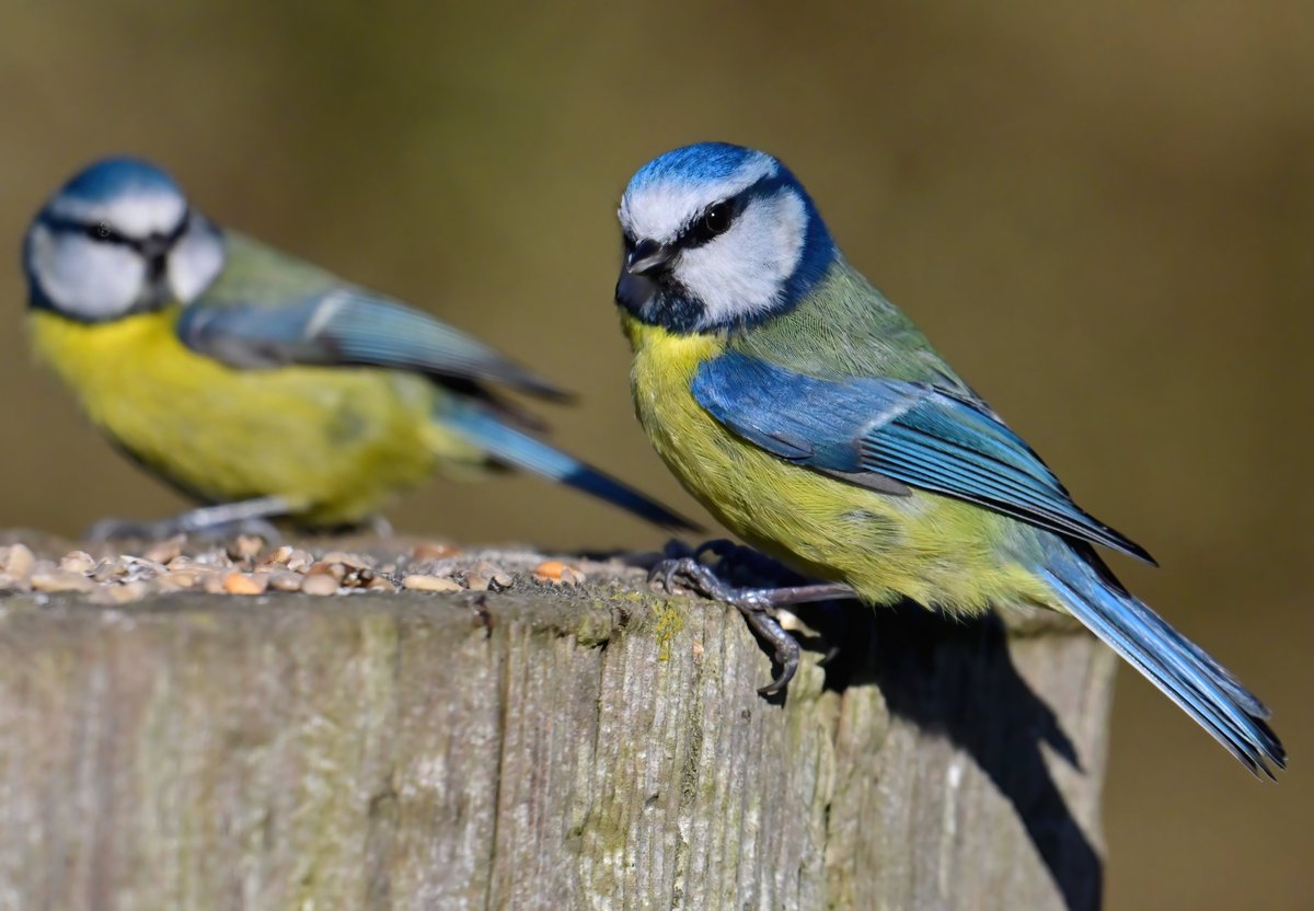 Blue Tits on a gate post. 😍😊🐦