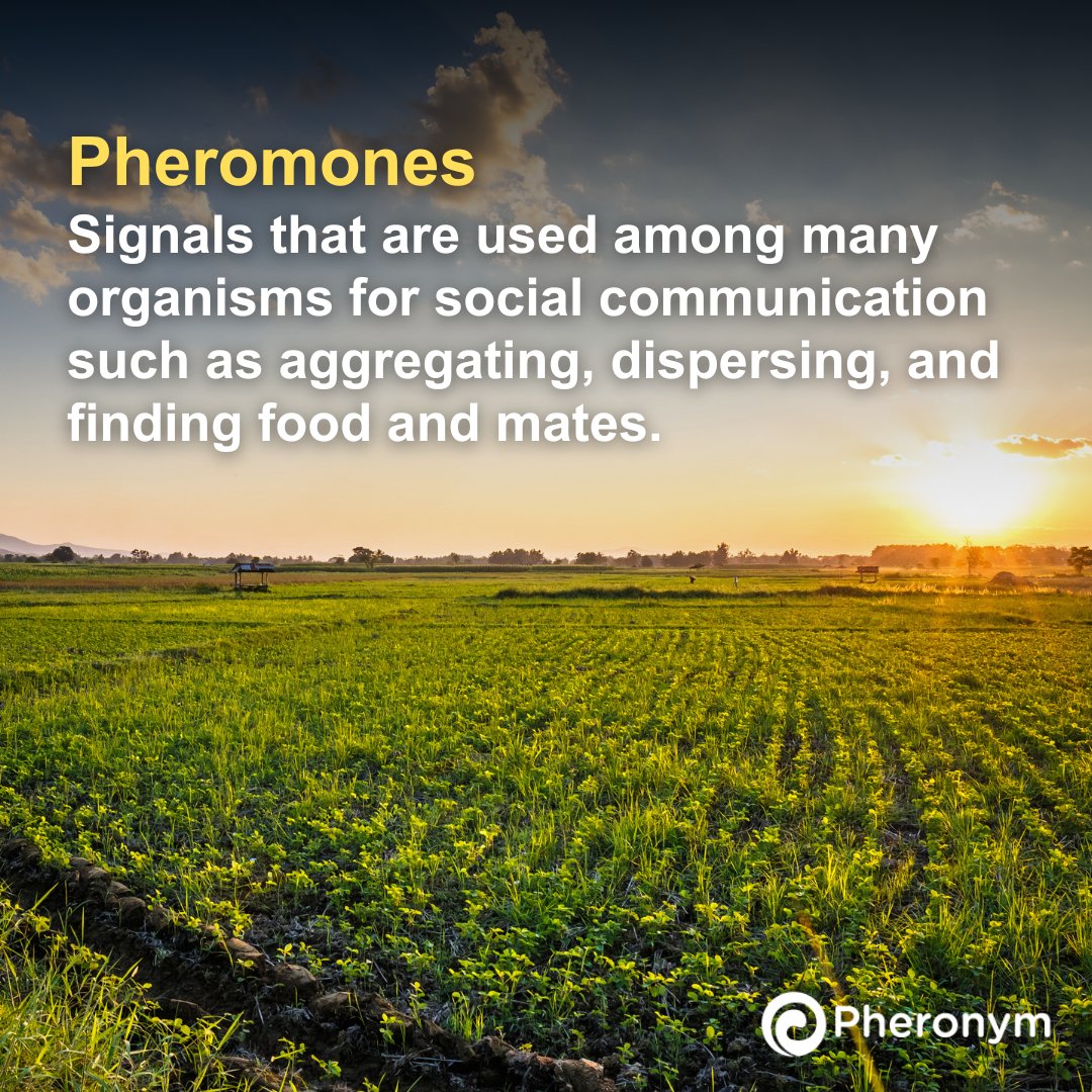 Pheronym tweet media