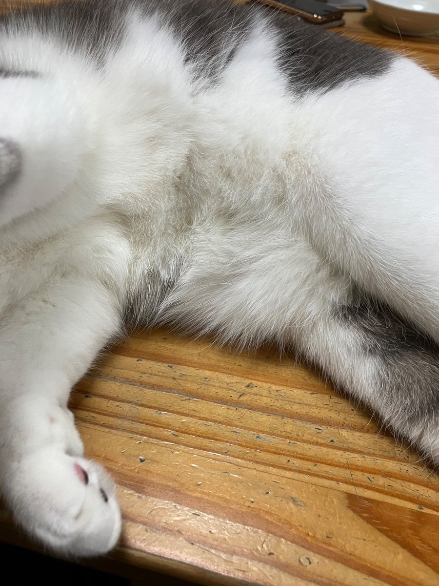 ⬅️猫吸い5秒前🐈‍⬛ ➡️猫吸い1秒前🐈 3秒後、頭を噛まれるまでが