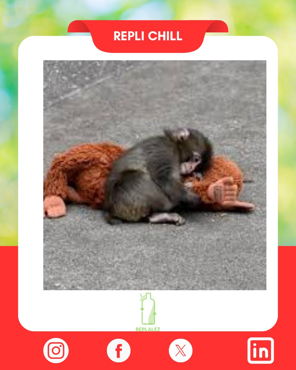 Replalez tweet media