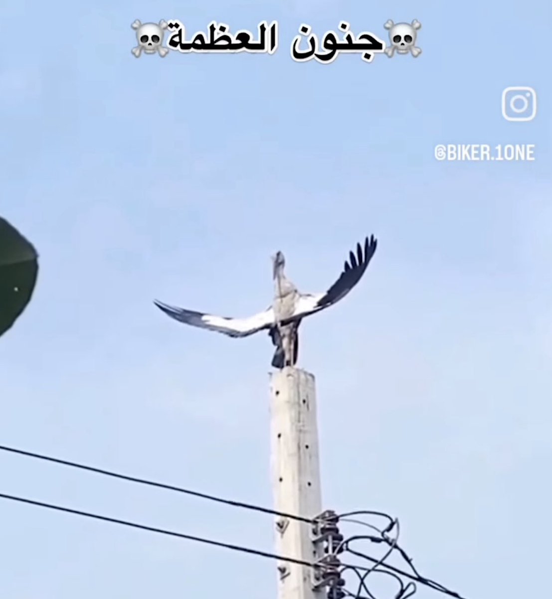 Bassam🕷 tweet media