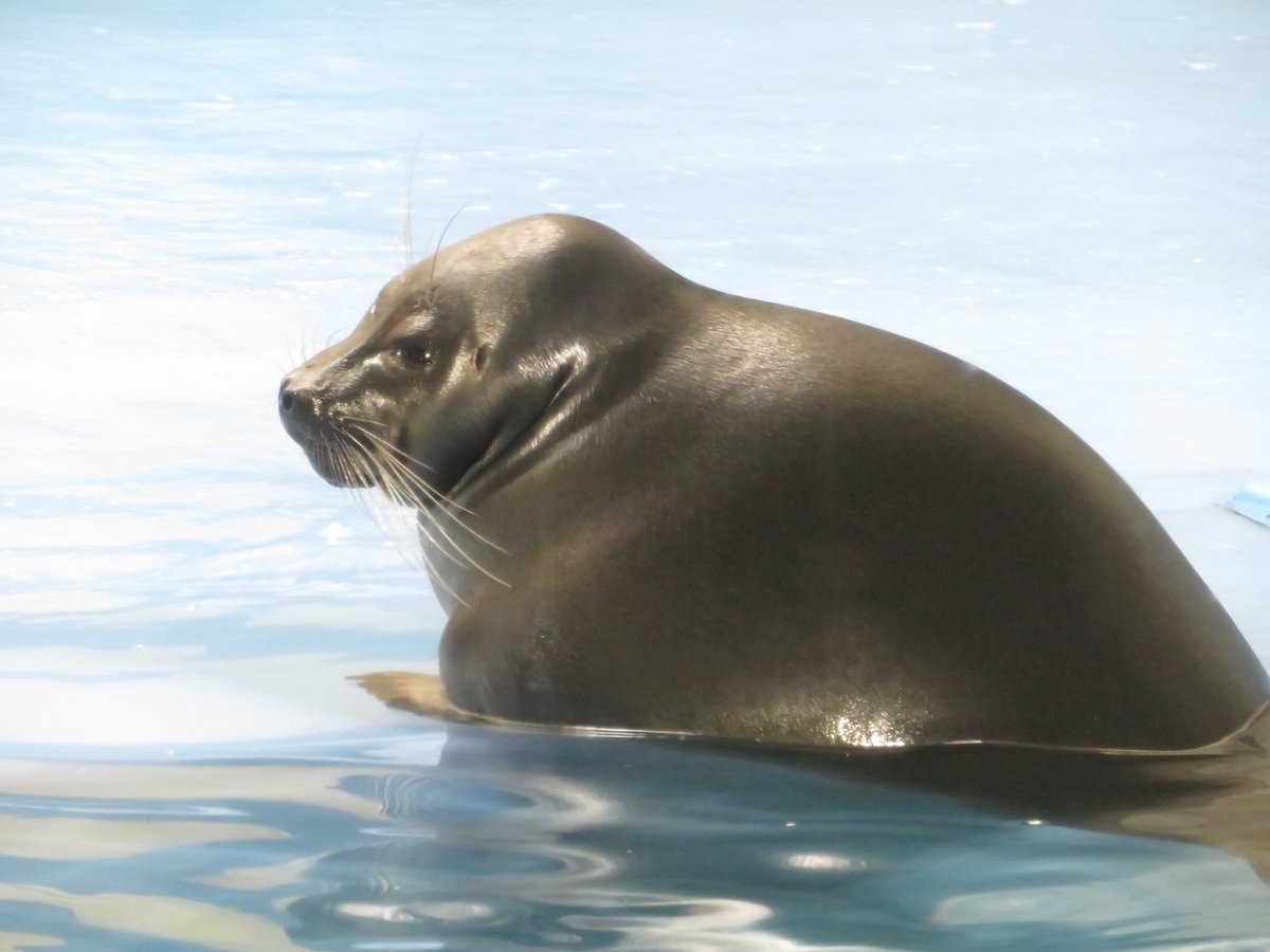 shu_1aquarium's tweet photo. 昨日のニコ
お食事タイム始まるまでに帰ったので😅、一瞬上がってきたところ
#バイカルアザラシ 
#鳥羽水族館 https://t.co/04ArCN0yTO
