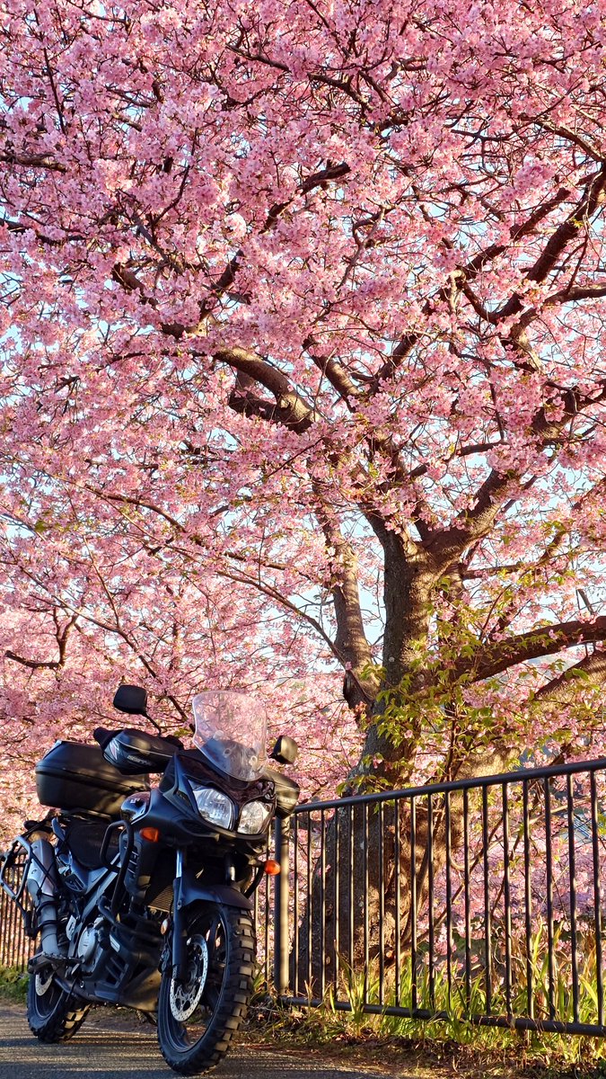 2月を写真4枚で振り返る ①河津町の河津桜(静岡県) ②道の駅 宇陀路