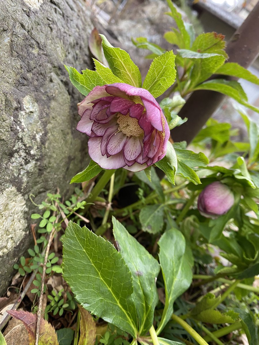 砂利庭で、リバーシブルダブル咲きのクリスマスローズが咲いていました