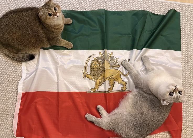 ⁷دُختر ایران🇮🇷 tweet media