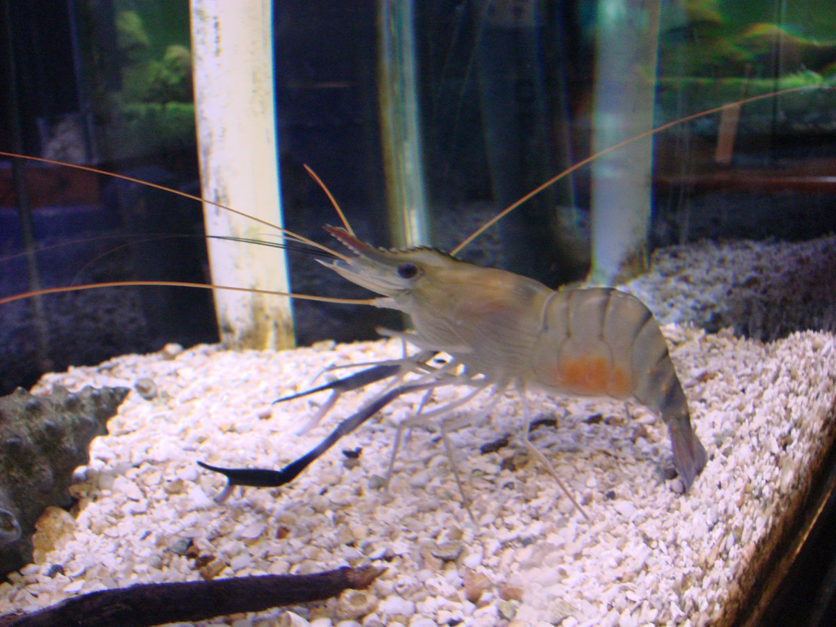 Cecilia Melo 🦀 tweet media